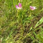 Sabatia campestris Habit