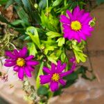 Senecio elegans Flower