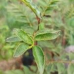 Zanthoxylum bungeanum Leaf