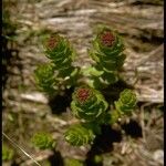 Rhodiola integrifolia Habit