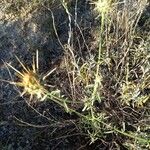 Centaurea ornata Φύλλο
