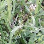 Cardamine parviflora Λουλούδι