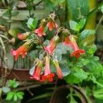 Kalanchoe manginii Цвят