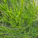 Baccharis sarothroides Hoja