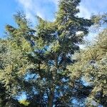 Cedrus atlanticaLeaf