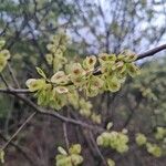 Ulmus glabra Плод