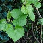 Vitis vulpina برگ