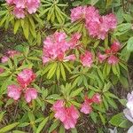 Rhododendron ferrugineum Flower