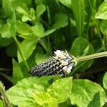 Plantago argentea Flower