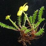 Argentina microphylla موطن