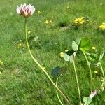 Trifolium hybridum Flower