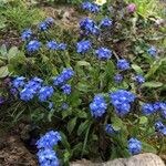 Myosotis sylvaticaFlower