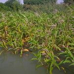 Persicaria senegalensis Habit