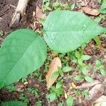 Millettia laurentii Leaf