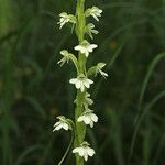 Habenaria galactantha फूल