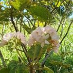 Dombeya acutangula ফুল