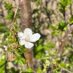 Prunus fruticosa Flower