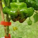 Capsicum chinense Fruto