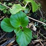 Begonia cucullata Leaf
