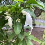 Oxera brevicalyx Flor