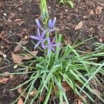 Camassia leichtlinii Flor