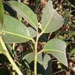 Ouratea castaneifolia Outro
