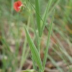 Lathyrus sphaericus Лист