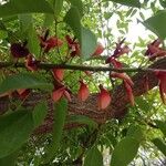 Erythrina crista-galli ফুল