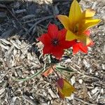 Tulipa linifolia Fiore