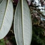 Rhododendron argyrophyllum Leaf