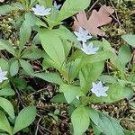 Lysimachia europaea Blodyn