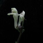 Scutellaria grossa Habit
