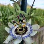 Passiflora caeruleaFlower