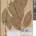Tannodia congolensis Otro