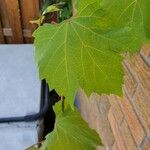 Vitis riparia Leaf