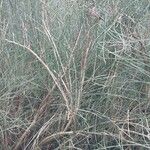 Ephedra nebrodensis Deilen