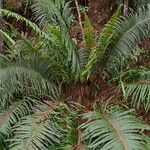 Blechnum orientale Хабит