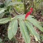 Alpinia purpurata Blüte