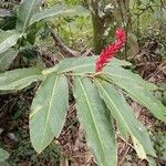 Alpinia purpurata Flor