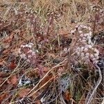 Petasites paradoxus Vekstform