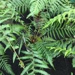 Dicksonia antarctica 葉
