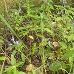 Galeopsis ladanum Habitat