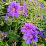 Geranium ibericum Blomma