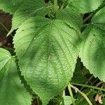 Acalypha paniculata Feuille