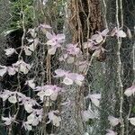 Dendrobium aphyllum Blomst