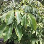 Aesculus flava Blatt