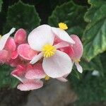 Begonia incarnata Blomst