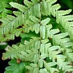 Dryopteris erythrosora Leaf