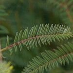 Astragalus alopecuroides Leaf