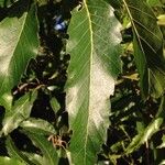 Quercus castaneifolia Blad